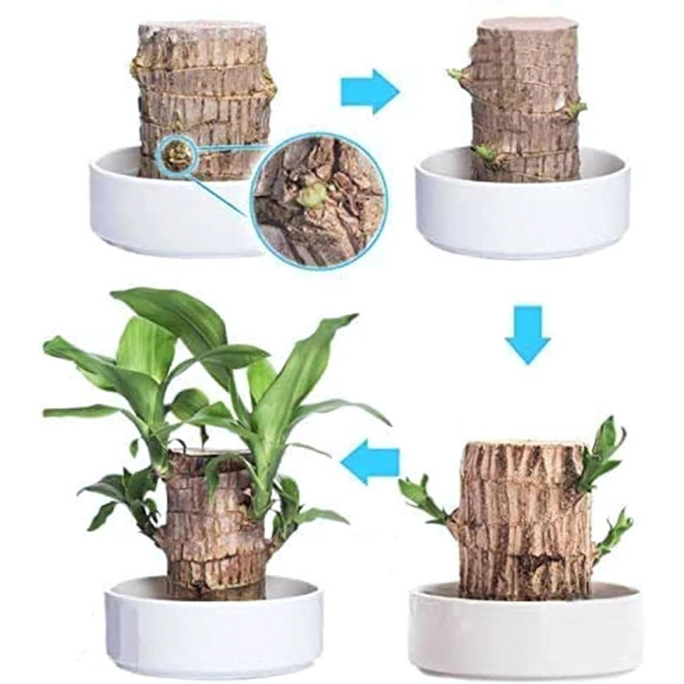 Brazilian Lucky Wood, Mini Home Plant Decorations (Pack of 2)