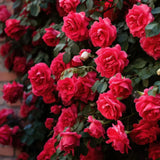 🌺Imported Premium Elegant Climbing Rose Flower Seeds