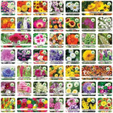 Mix Flower Seeds (Pack of 100 Seeds)