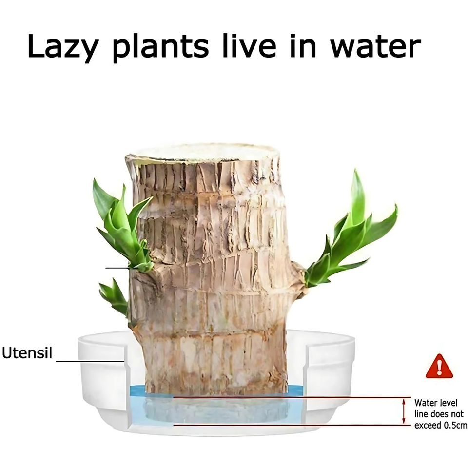 Brazilian Lucky Wood, Mini Home Plant Decorations (Pack of 2)