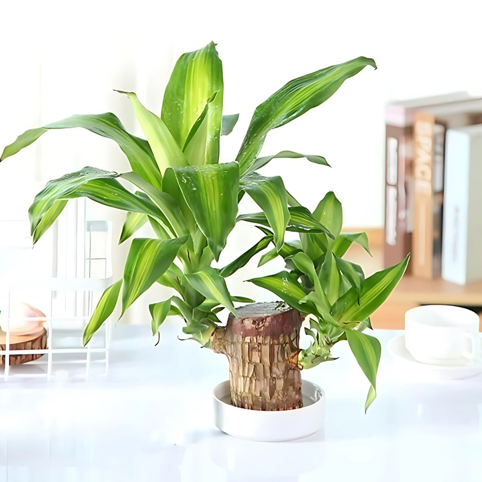 Brazilian Lucky Wood, Mini Home Plant Decorations (Pack of 2)