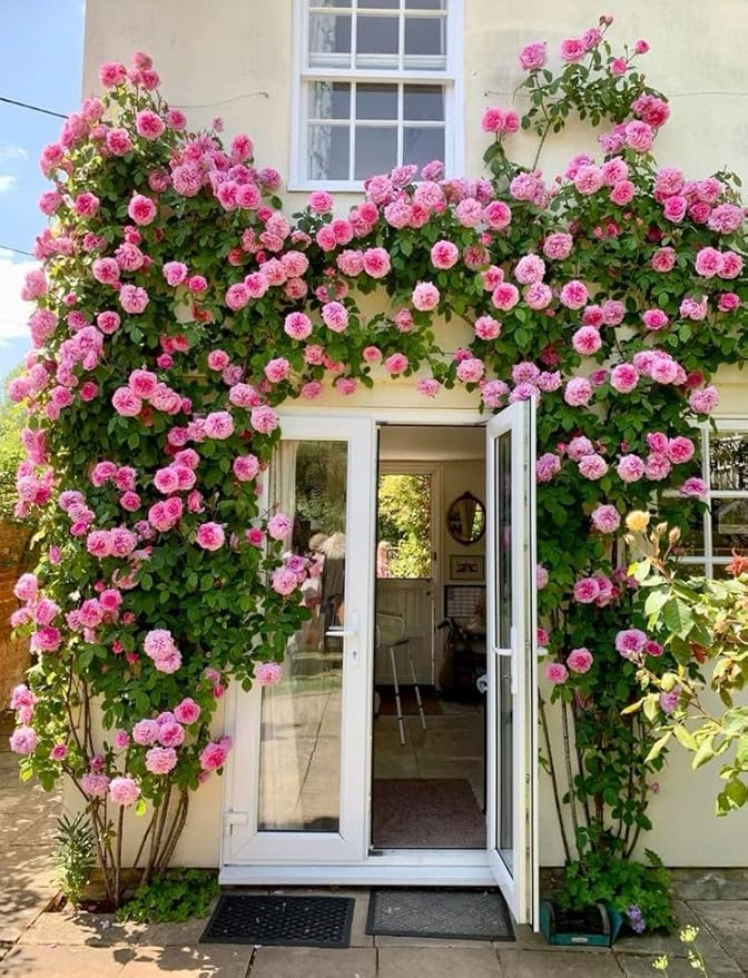 🌺Imported Premium Elegant Climbing Rose Flower Seeds
