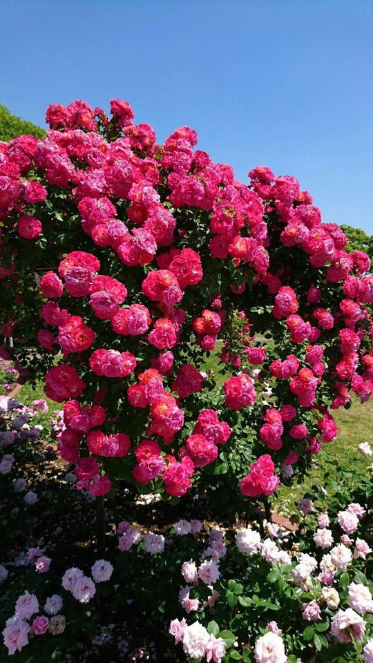 🌺Imported Premium Elegant Climbing Rose Flower Seeds