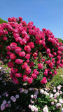 🌺Imported Premium Elegant Climbing Rose Flower Seeds