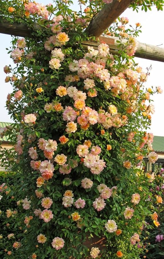 🌺Imported Premium Elegant Climbing Rose Flower Seeds