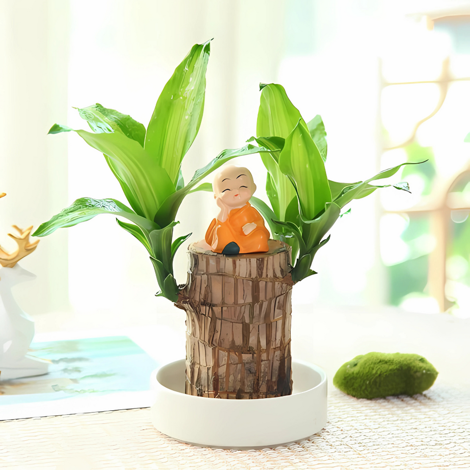 Brazilian Lucky Wood, Mini Home Plant Decorations (Pack of 2)