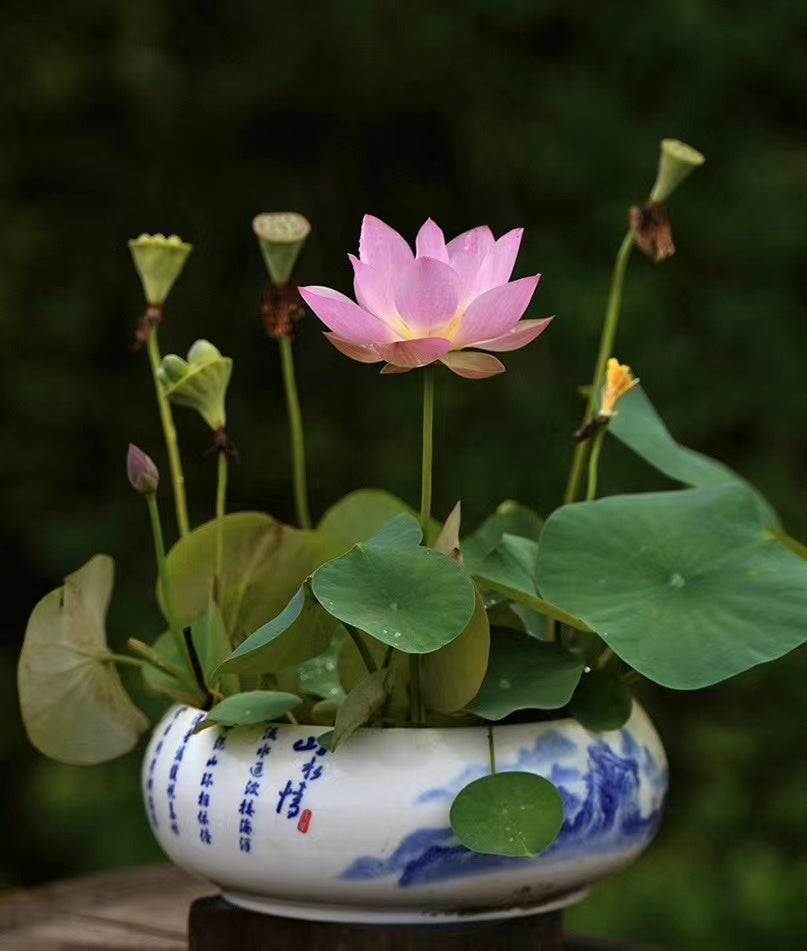 Premium Lotus Flower Seeds