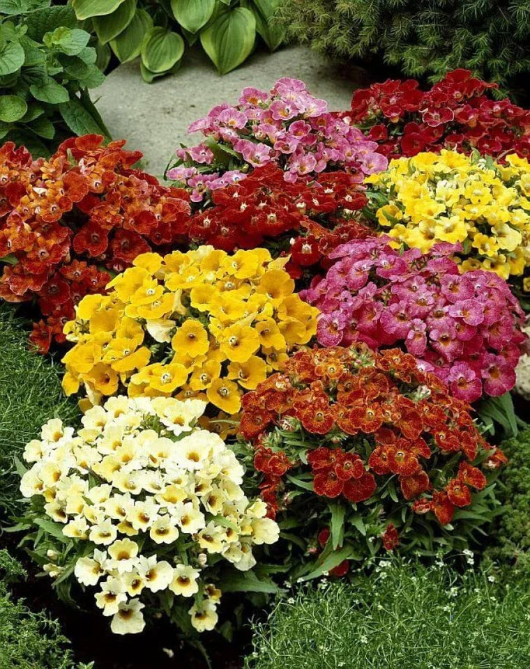 🌺Imported Premium Quality Flower Seeds (Combo Pack of 20 Different Flower)
