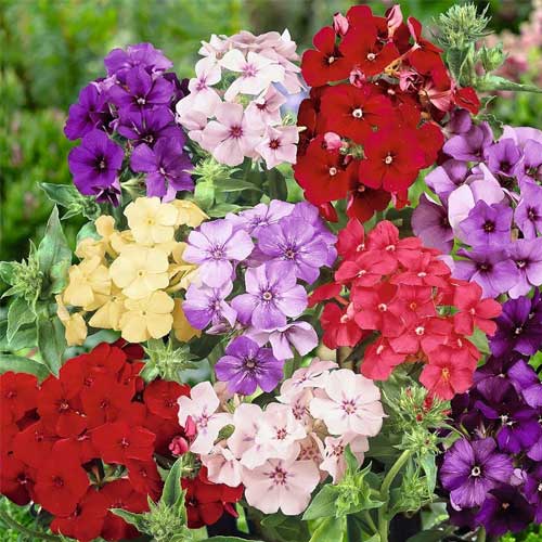 🌺Imported Premium Quality Flower Seeds (Combo Pack of 20 Different Flower)