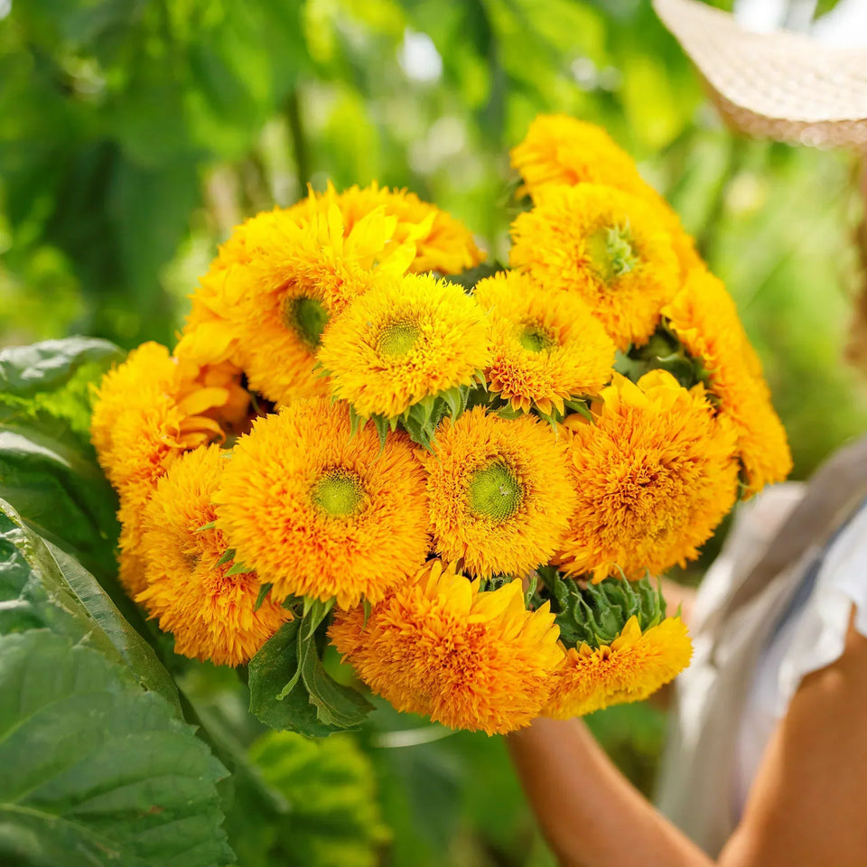 🌺Imported Premium Quality Flower Seeds (Combo Pack of 20 Different Flower)