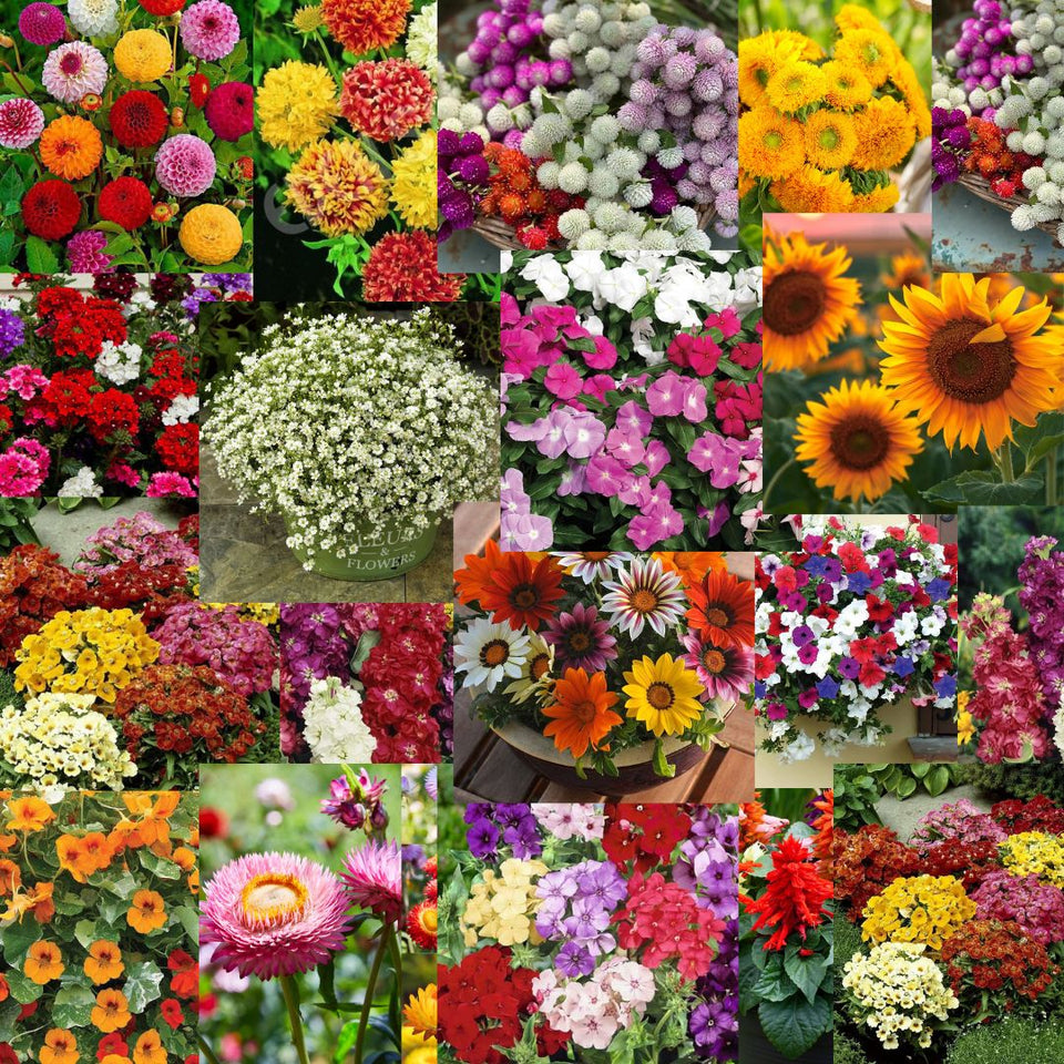 🌺Imported Premium Quality Flower Seeds (Combo Pack of 20 Different Flower)
