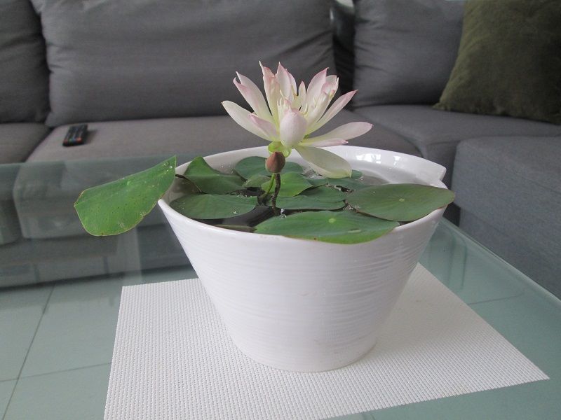 Premium Lotus Flower Seeds