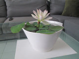 Premium Lotus Flower Seeds