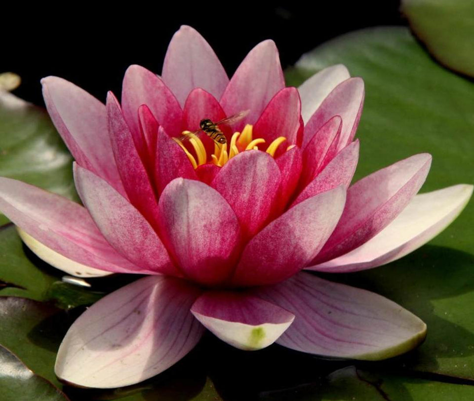 Premium Lotus Flower Seeds
